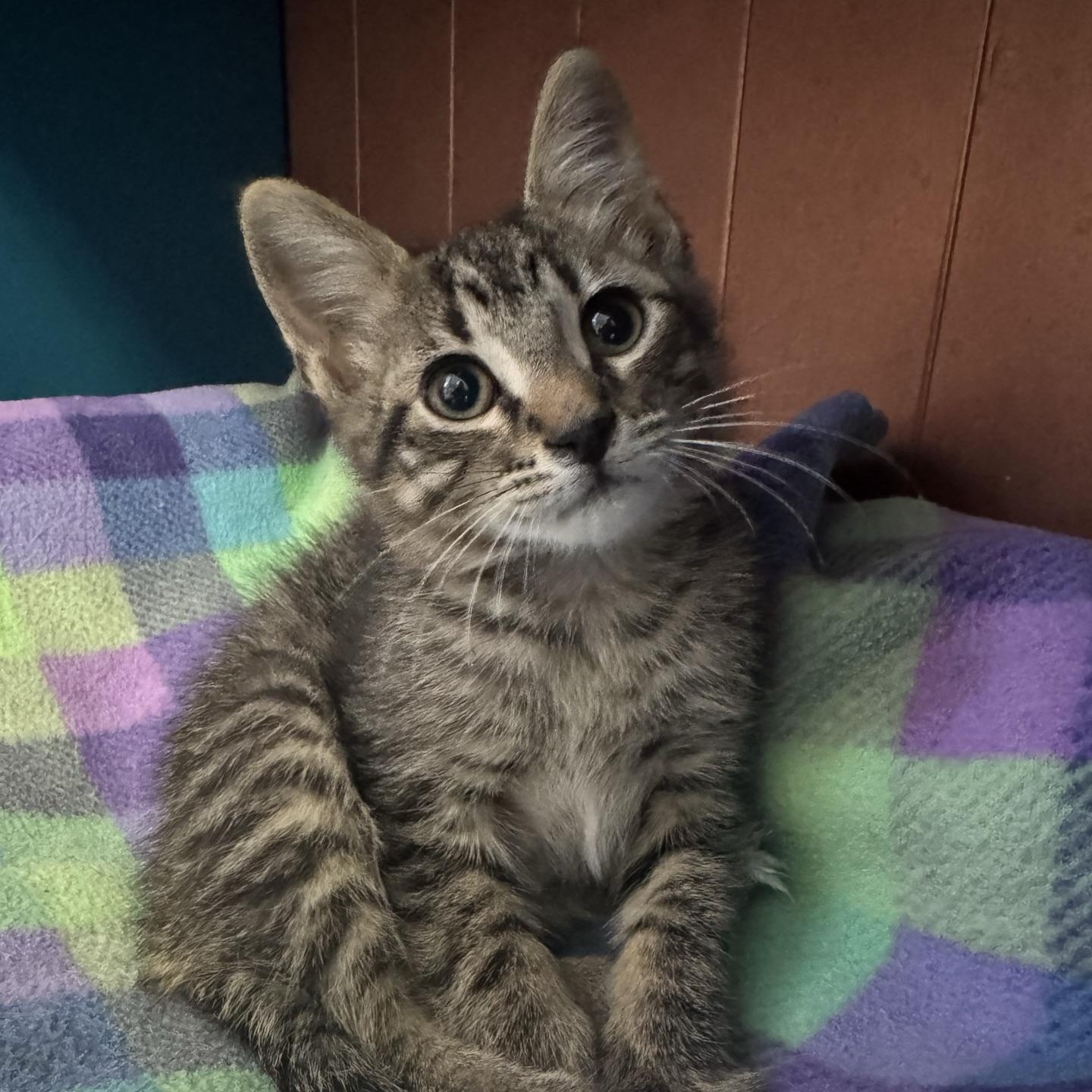 Toolbox, a Adoptable Domestic Short Hair in Morris, MN image 1/4