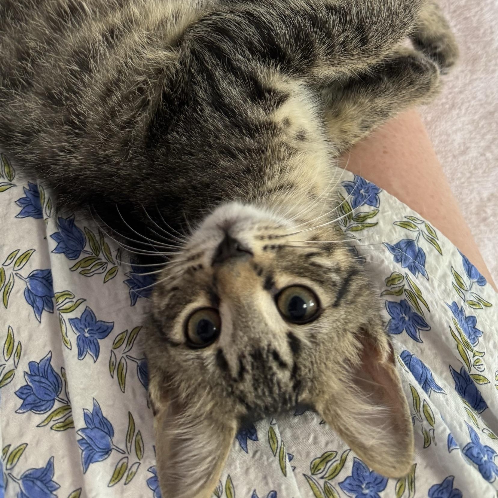 Toolbox, a Adoptable Domestic Short Hair in Morris, MN image 4/4
