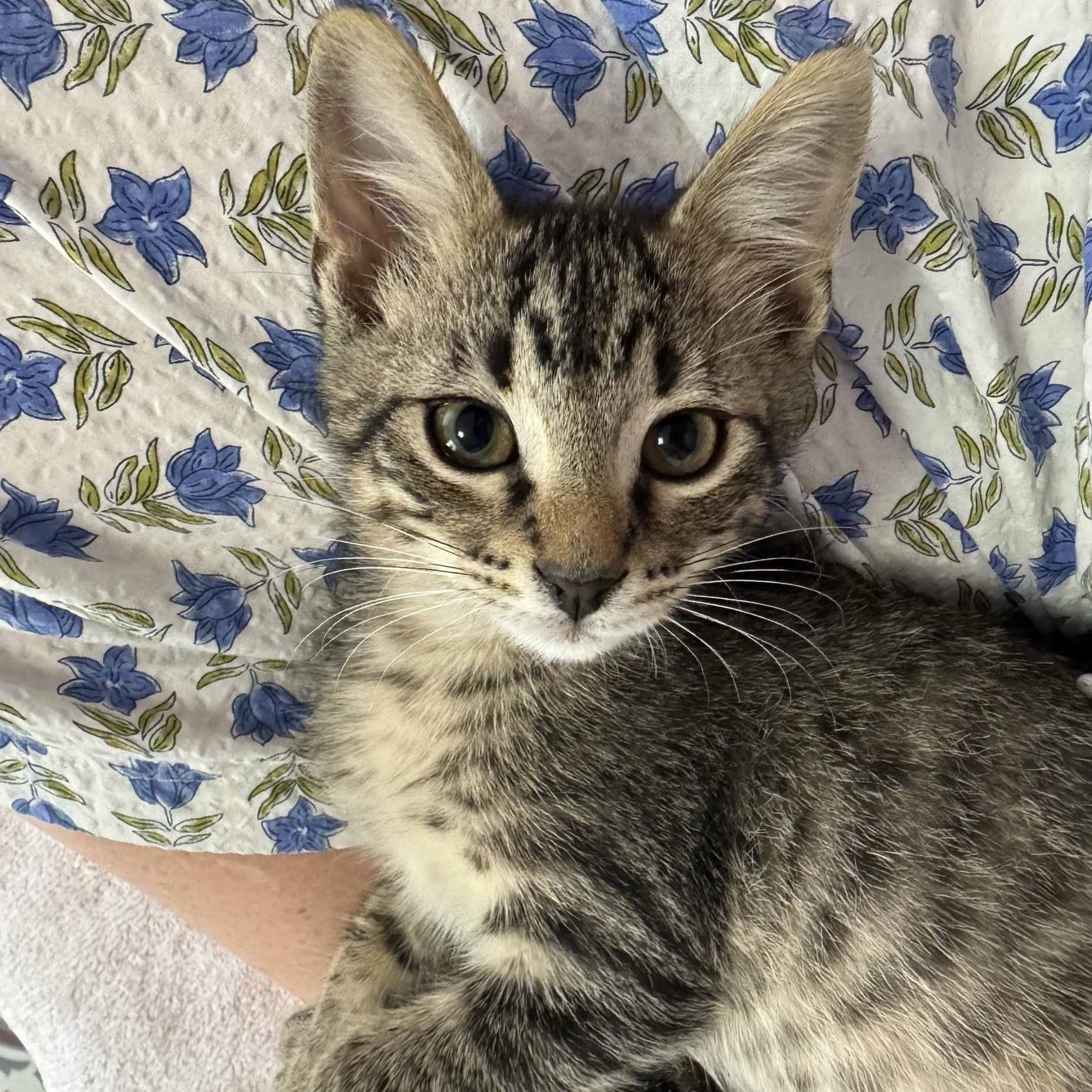 Toolbox, a Adoptable Domestic Short Hair in Morris, MN image 2/4