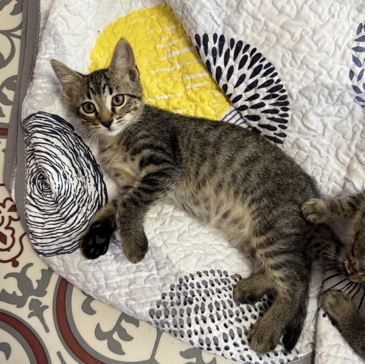 Toolbox, a Adoptable Domestic Short Hair in Morris, MN image 3/4