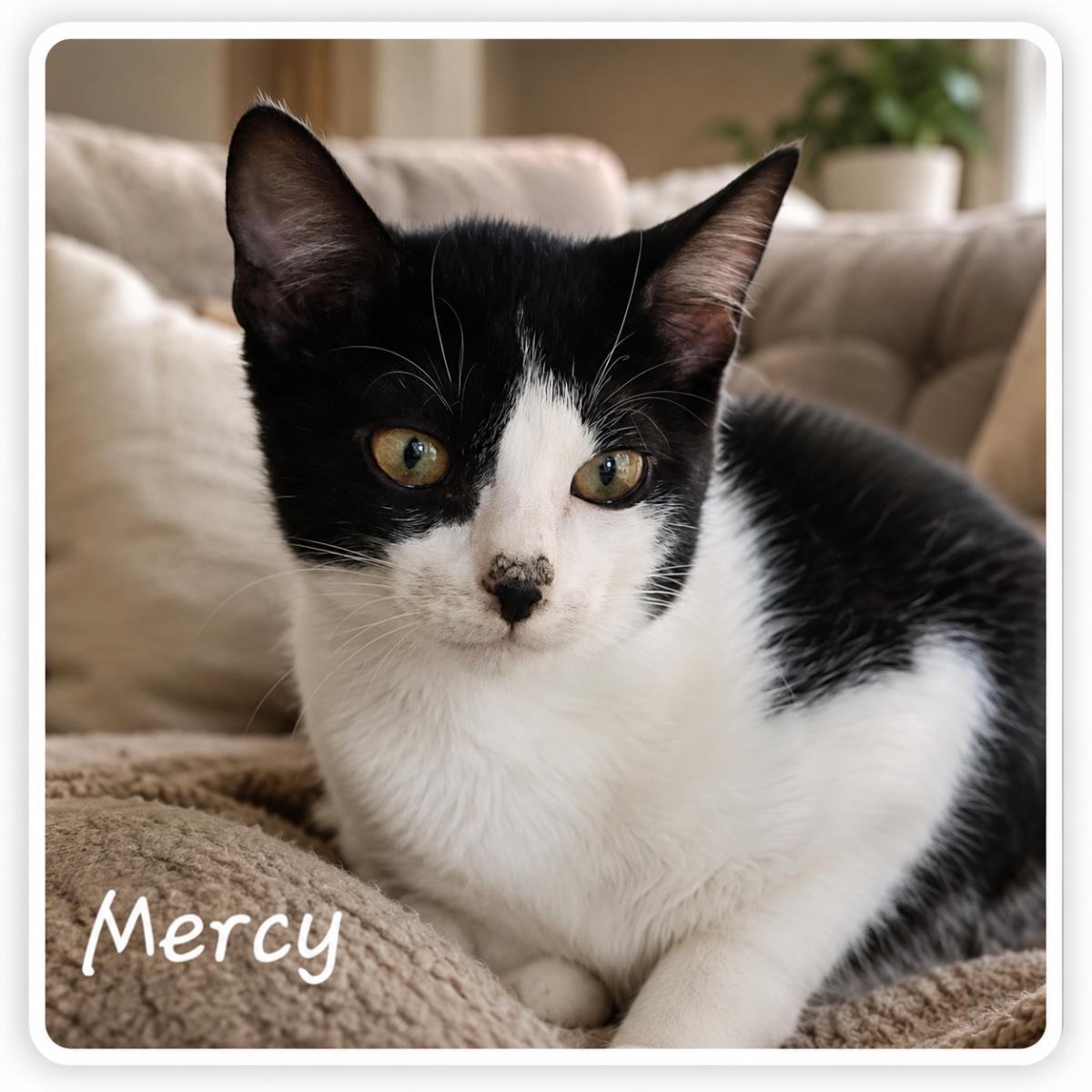 Mercy, Adoptable, Adult Male Domestic Short Hair.
