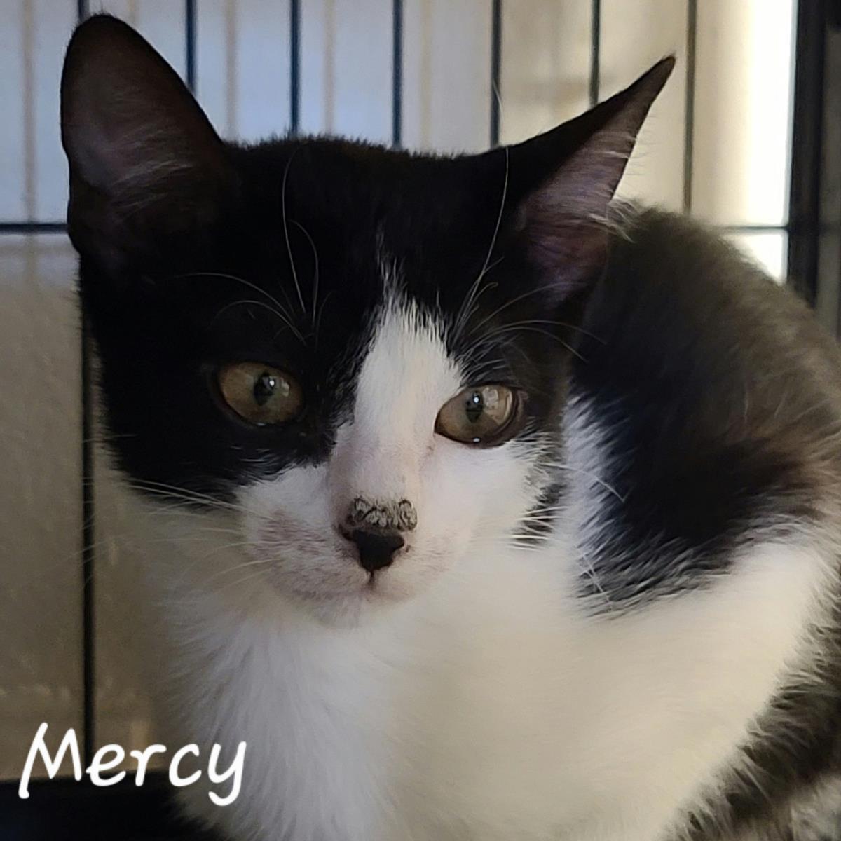 Mercy, Adoptable, Young Male Domestic Short Hair.