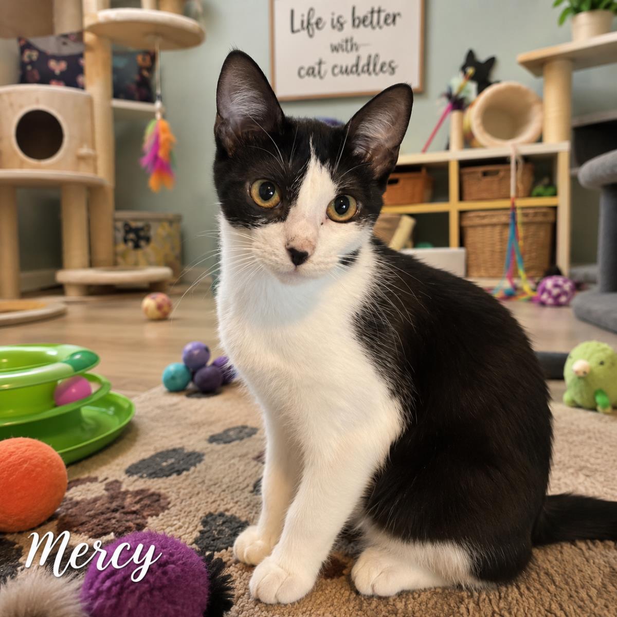 Mercy, a Adoptable mixed breed in St. Augustine, FL image 3/3