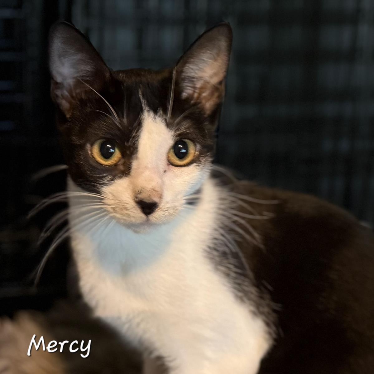 Mercy, a Adoptable mixed breed in St. Augustine, FL image 2/2