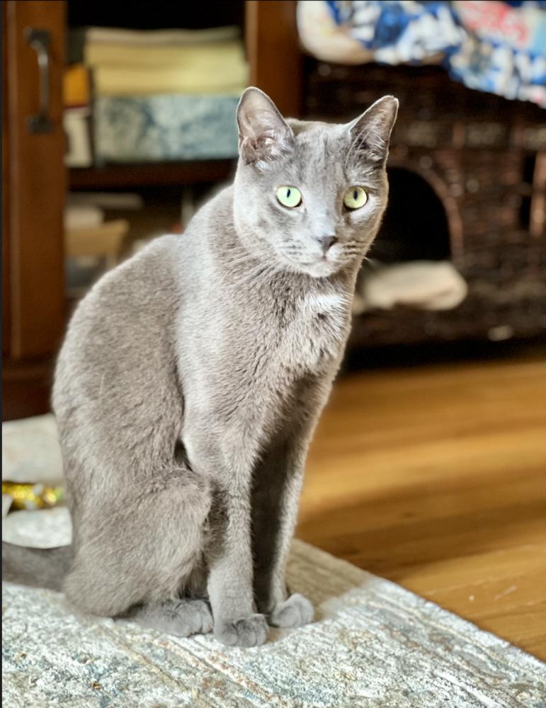 Reese, a Adoptable mixed breed in Oradell, NJ image 2/3