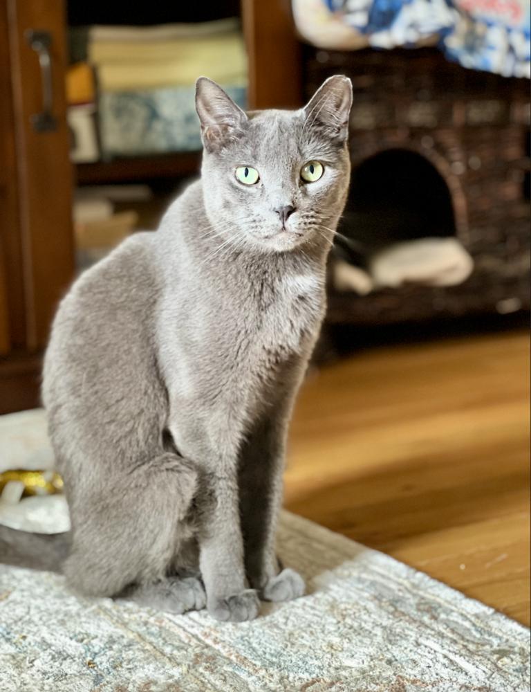 Reese, a Adoptable mixed breed in Oradell, NJ image 3/3