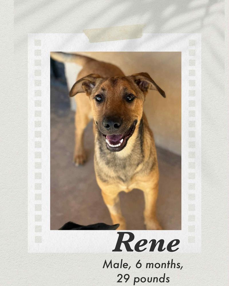 Enlarge Rene, a Adoptable mixed breed in Puerto Penasco, SON image 1/1