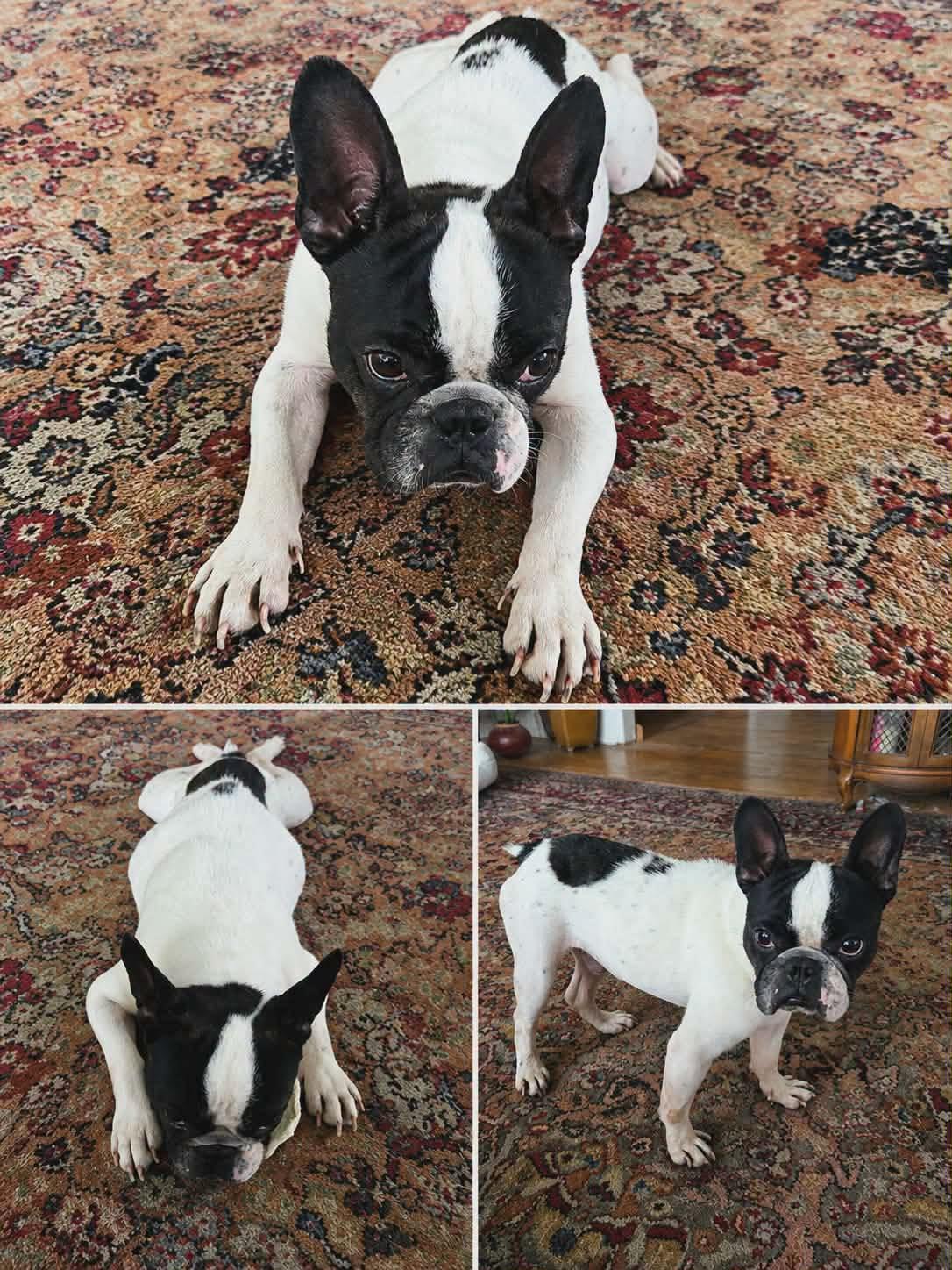 Enlarge Rook, a ADOPTABLE mixed breed in Cochran, GA image 1/1