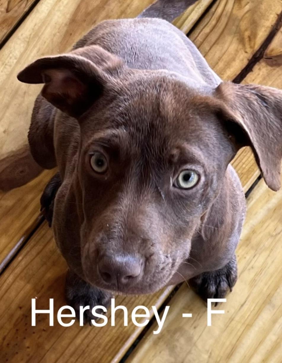 Enlarge Hershey, an adopted mixed breed in Parma, OH image 1/1
