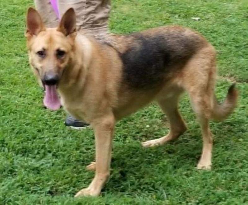 Titan, Adoptable, Young Male German Shepherd Dog.