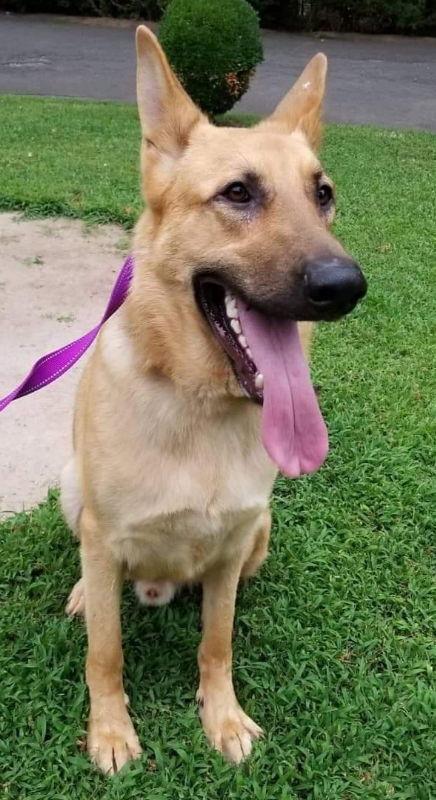 Titan, Adoptable, Young Male German Shepherd Dog.