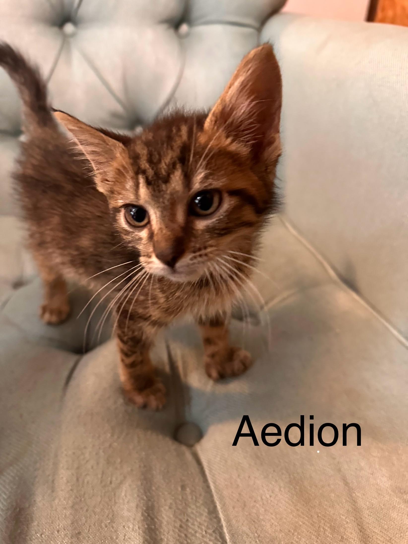 Aedion photo 1