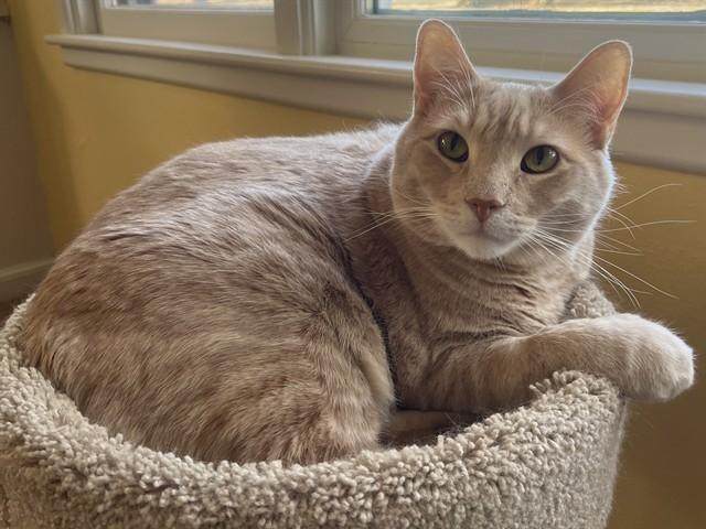 Enlarge TRISTAN, a Adoptable Domestic Short Hair in Ames, IA image 1/1