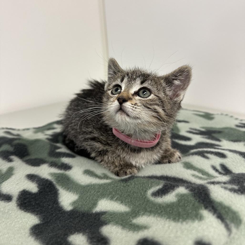 Raleigh, a Adoptable mixed breed in Milford, IA image 1/2