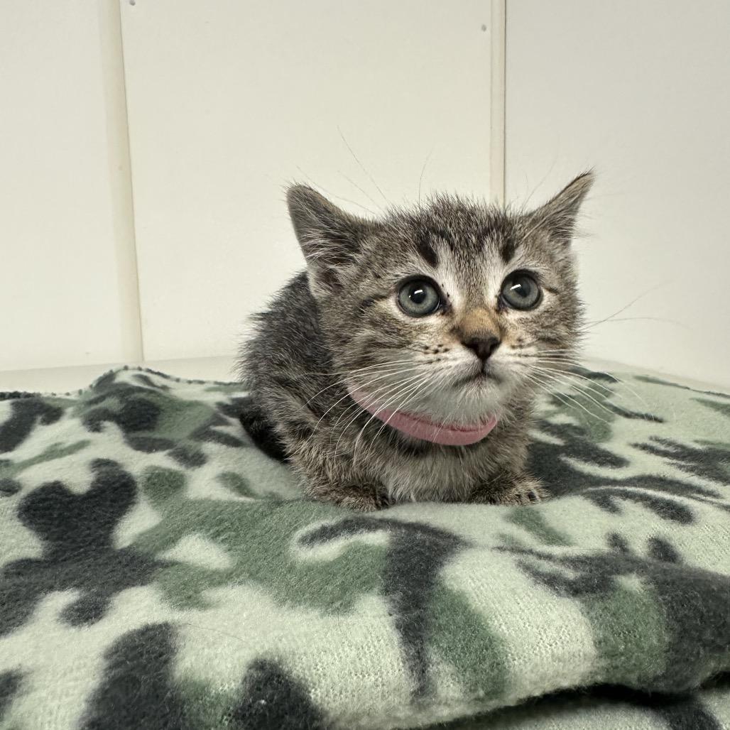 Raleigh, a Adoptable mixed breed in Milford, IA image 2/2