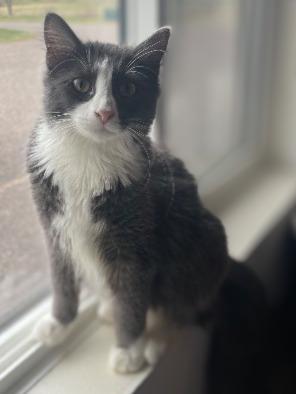 Randy, Adoptable, Kitten Male Domestic Short Hair.