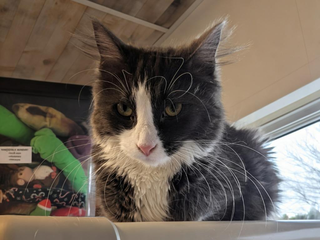 Enlarge Randy, a Adoptable mixed breed in Barron, WI image 2/5