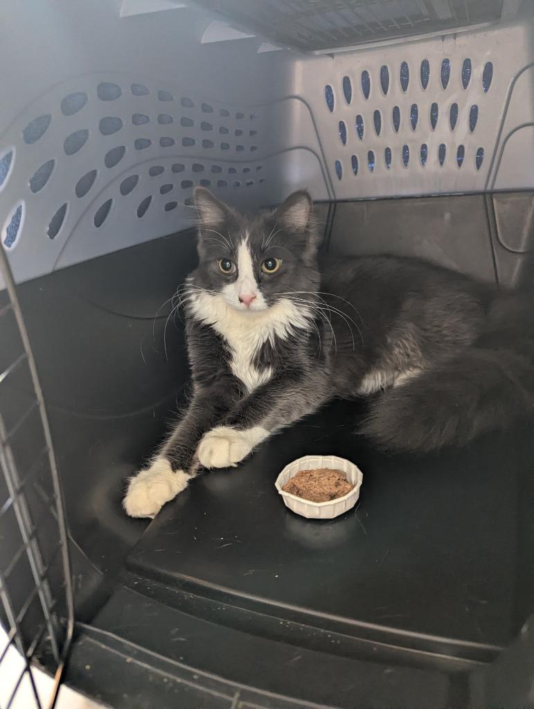 Enlarge Randy, a Adoptable mixed breed in Barron, WI image 3/5