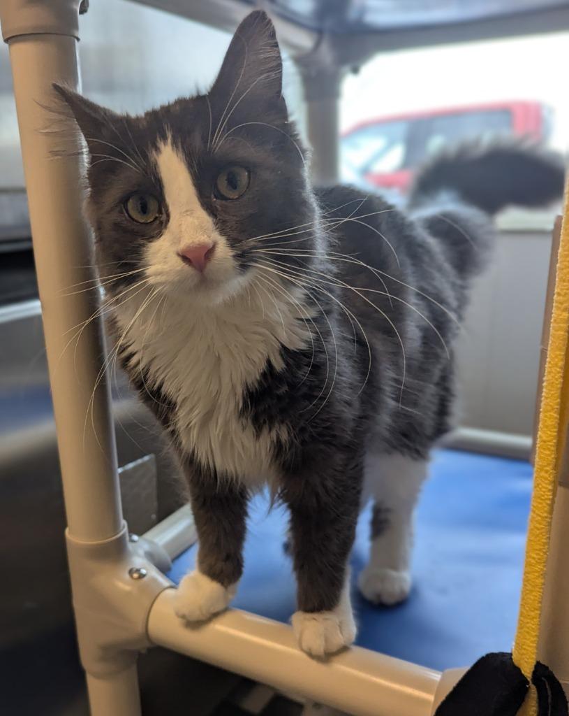 Enlarge Randy, a Adoptable mixed breed in Barron, WI image 4/5