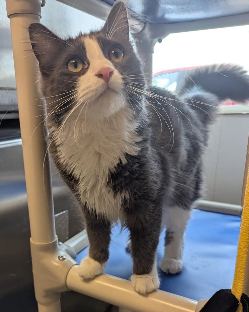 Enlarge Randy, a Adoptable mixed breed in Barron, WI image 5/5