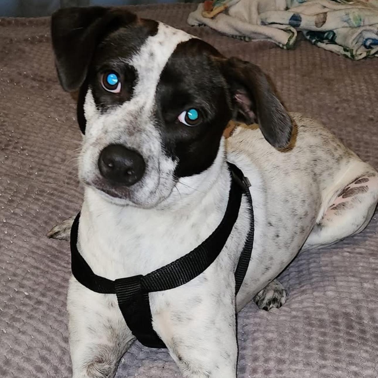 1662 Brenda, a Adoptable mixed breed in Springfield, MO image 1/2