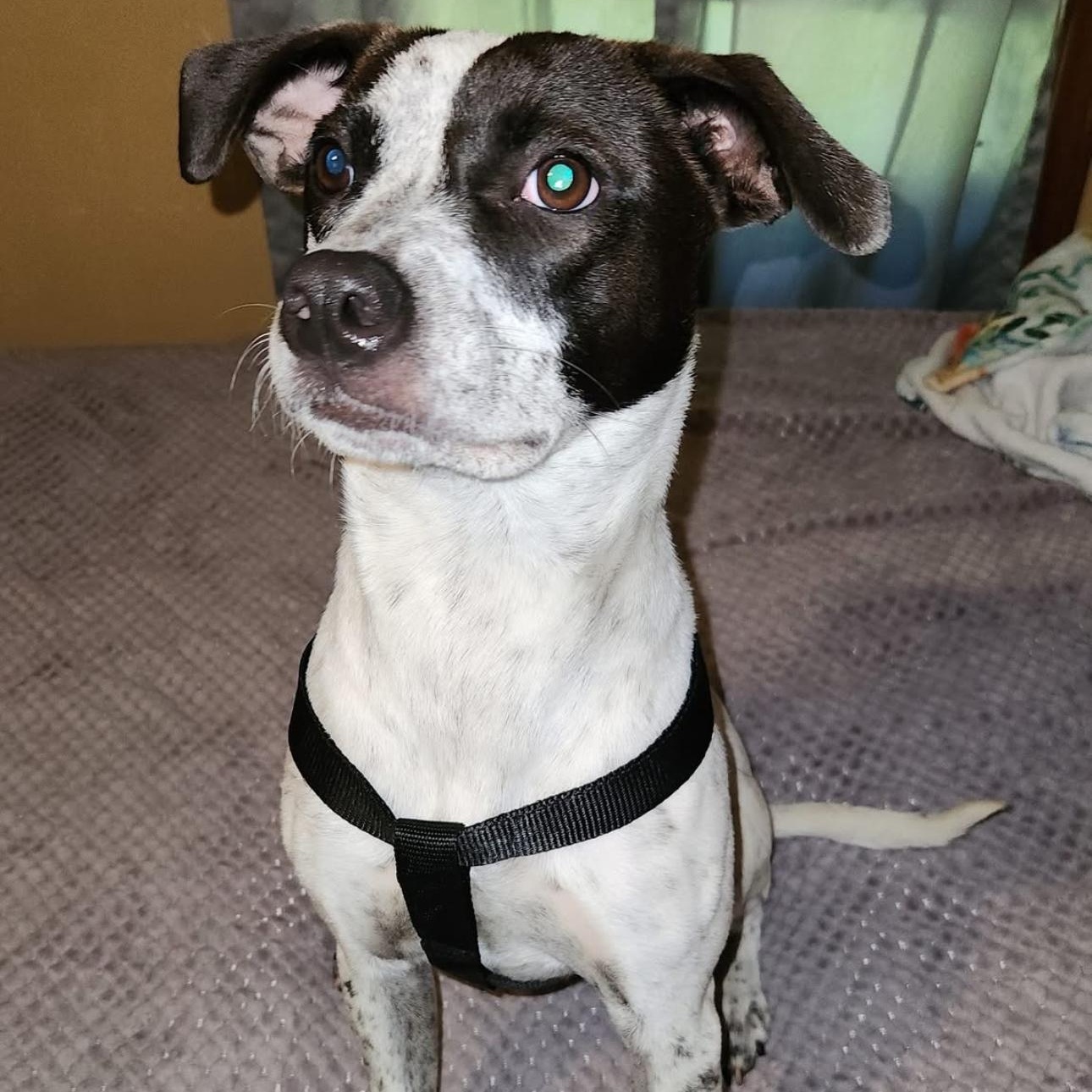 1662 Brenda, a Adoptable mixed breed in Springfield, MO image 2/2