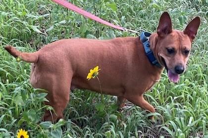 Autumn, a ADOPTABLE mixed breed in Olympia, WA image 4/5