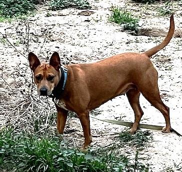 Autumn, a ADOPTABLE mixed breed in Olympia, WA image 5/5