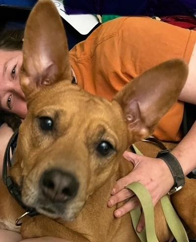 Autumn, ADOPTABLE, Adult Female Carolina Dog & Redbone Coonhound.