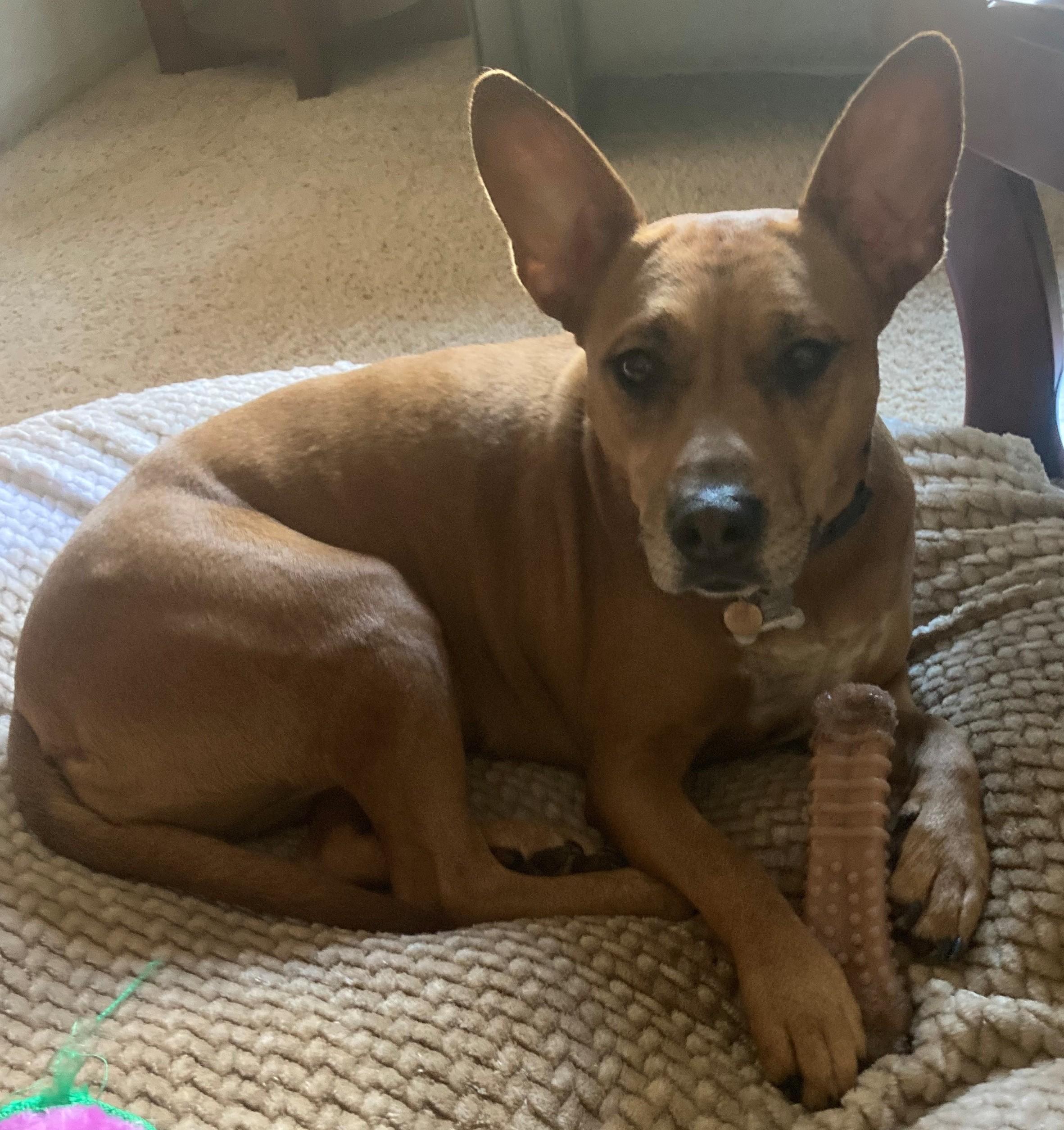 Autumn, a ADOPTABLE mixed breed in Olympia, WA image 2/5