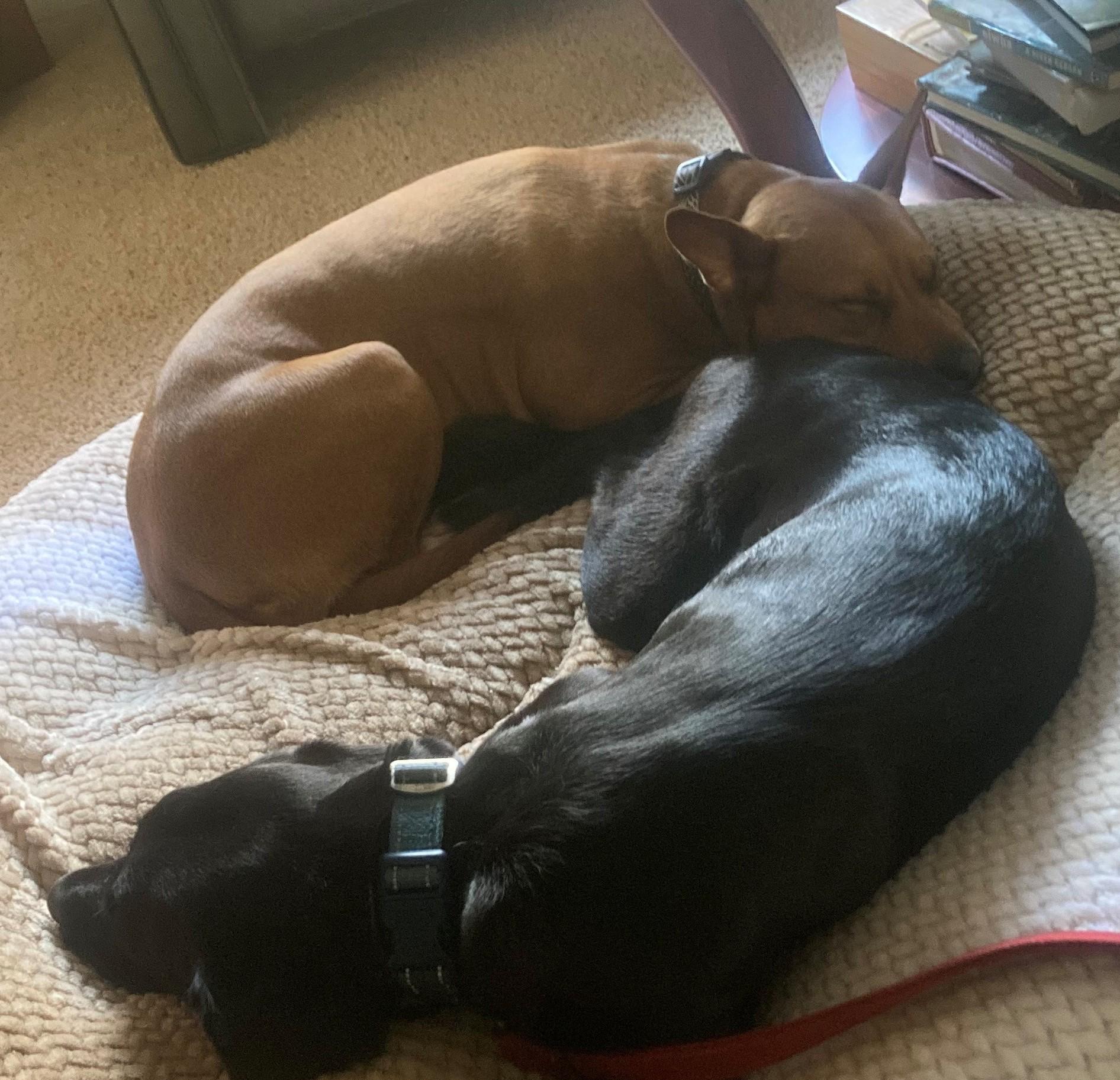 Autumn, a ADOPTABLE mixed breed in Olympia, WA image 3/5