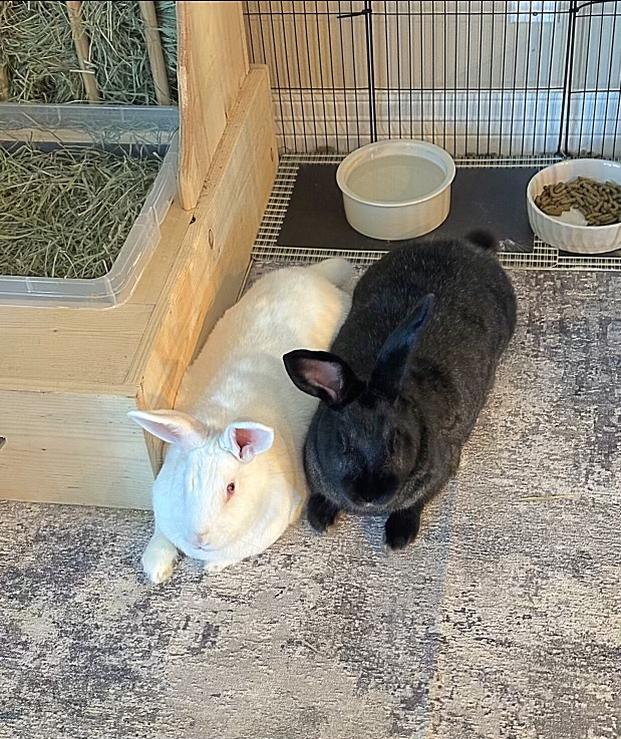 Boerne & Kendall, ADOPTABLE, Adult Male Satin & Dutch.