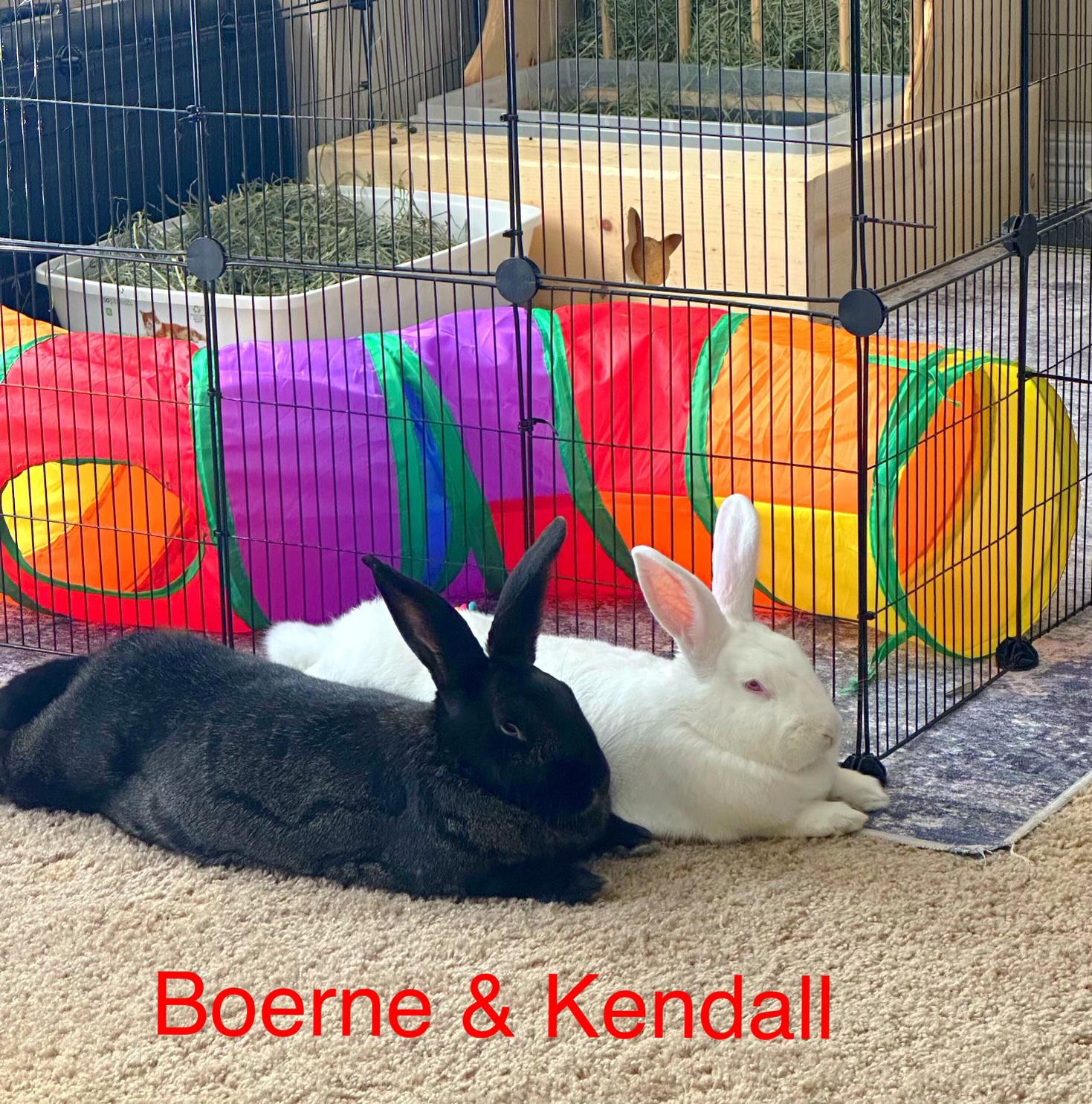 Enlarge Boerne & Kendall, a ADOPTABLE mixed breed in San Antonio, TX image 1/4