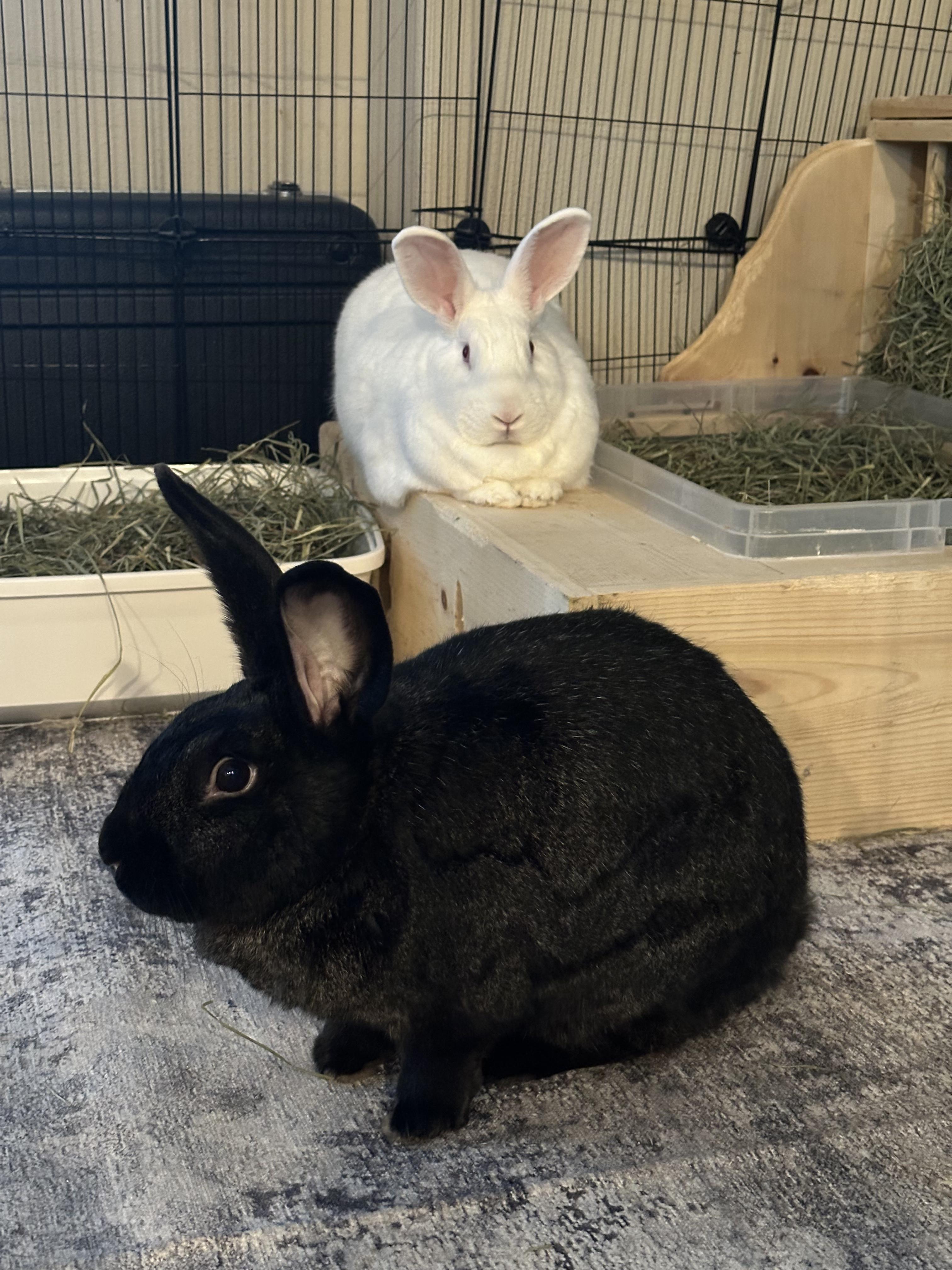 Enlarge Boerne & Kendall, a ADOPTABLE mixed breed in San Antonio, TX image 2/4