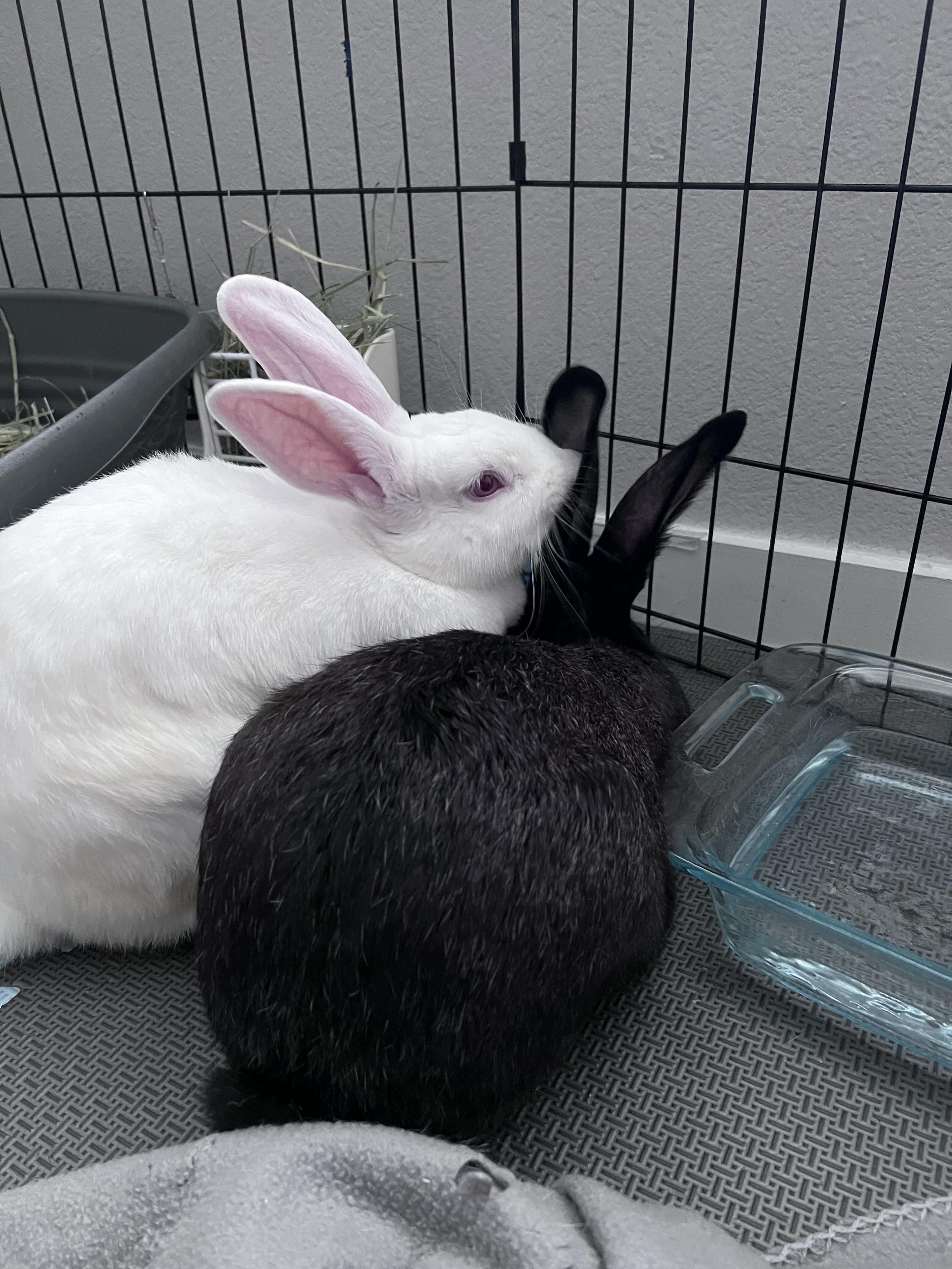 Enlarge Boerne & Kendall, a ADOPTABLE mixed breed in San Antonio, TX image 4/4