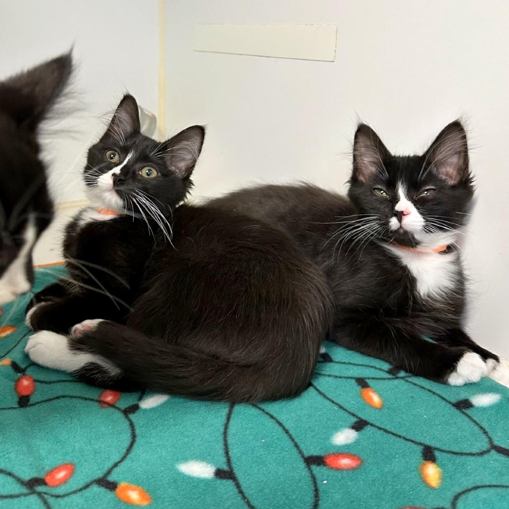 Scrambled, Adoptable, Kitten Male Domestic Medium Hair.