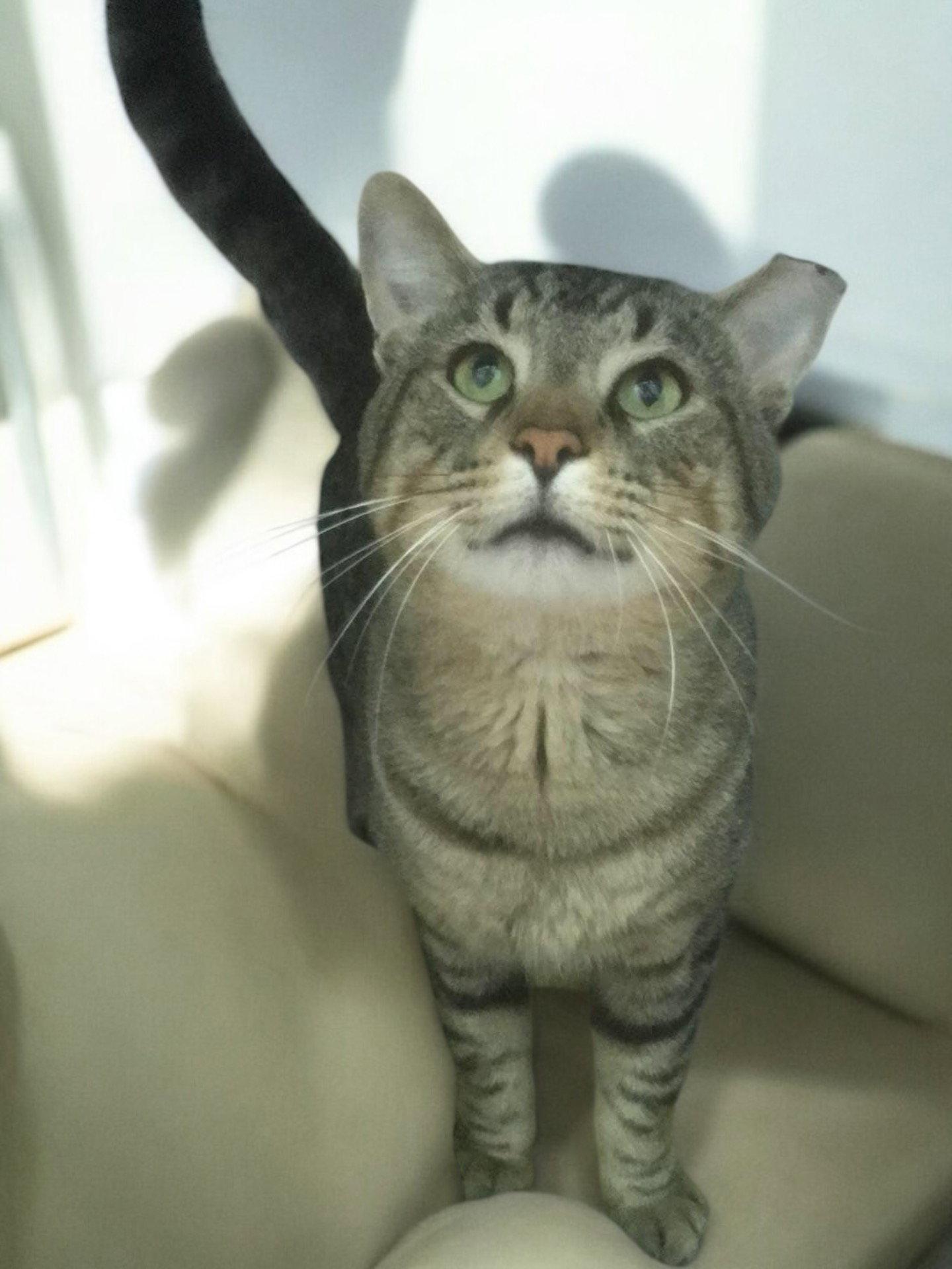 Noam - SP, Adopted, Adult Male Domestic Short Hair.