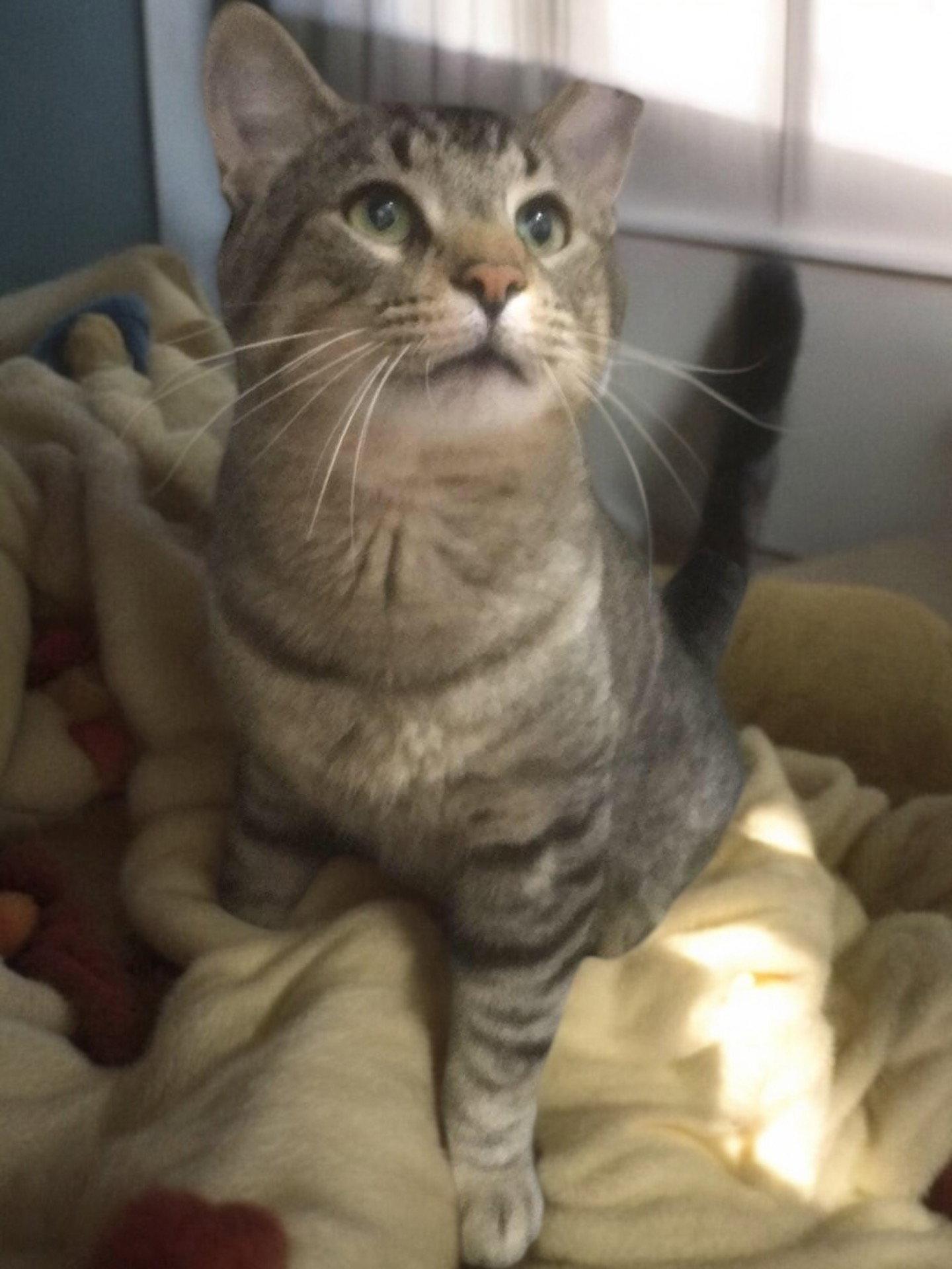 Enlarge Noam - SP, a Adopted Domestic Short Hair in Champaign, IL image 2/2