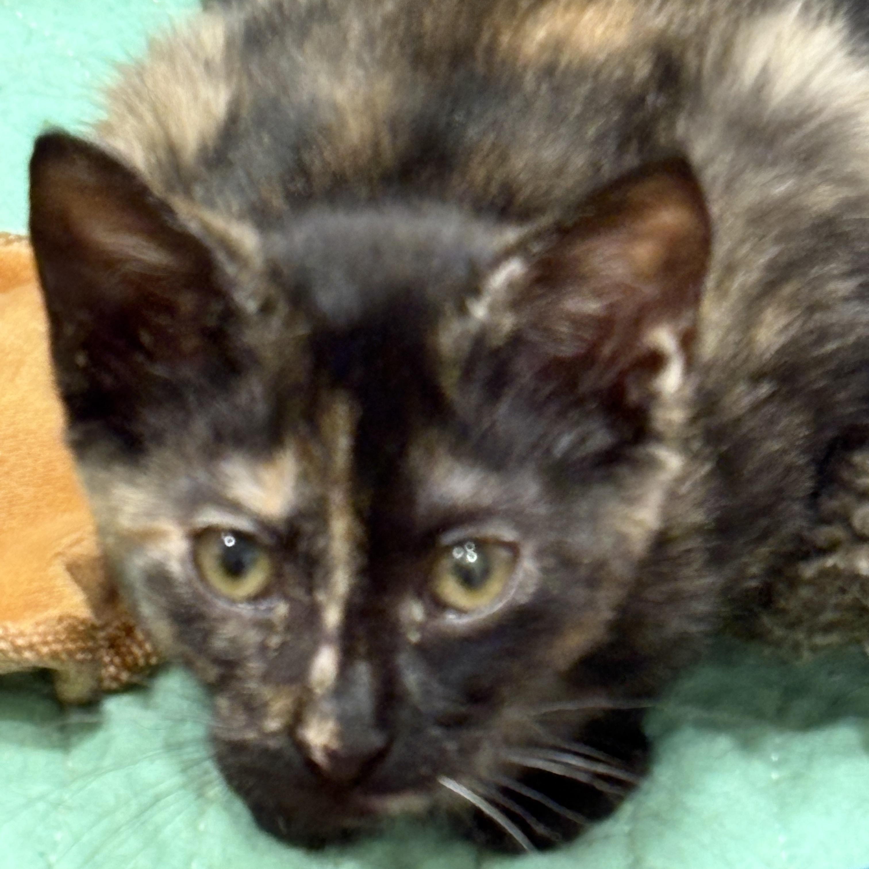 Daisy, Adoptable, Kitten Female Domestic Short Hair.