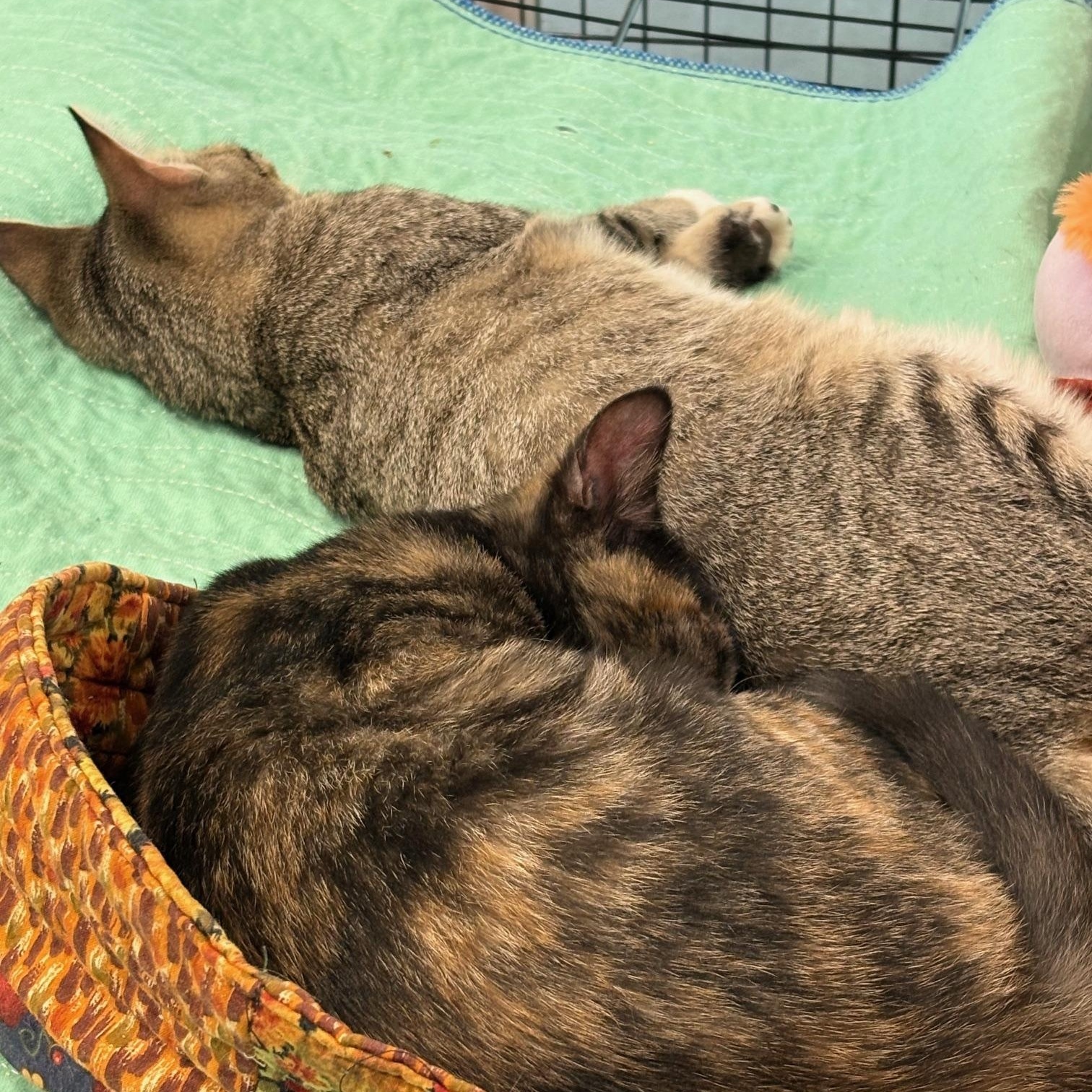 Enlarge Daisy, a Adoptable Domestic Short Hair in Beaufort, SC image 6/6