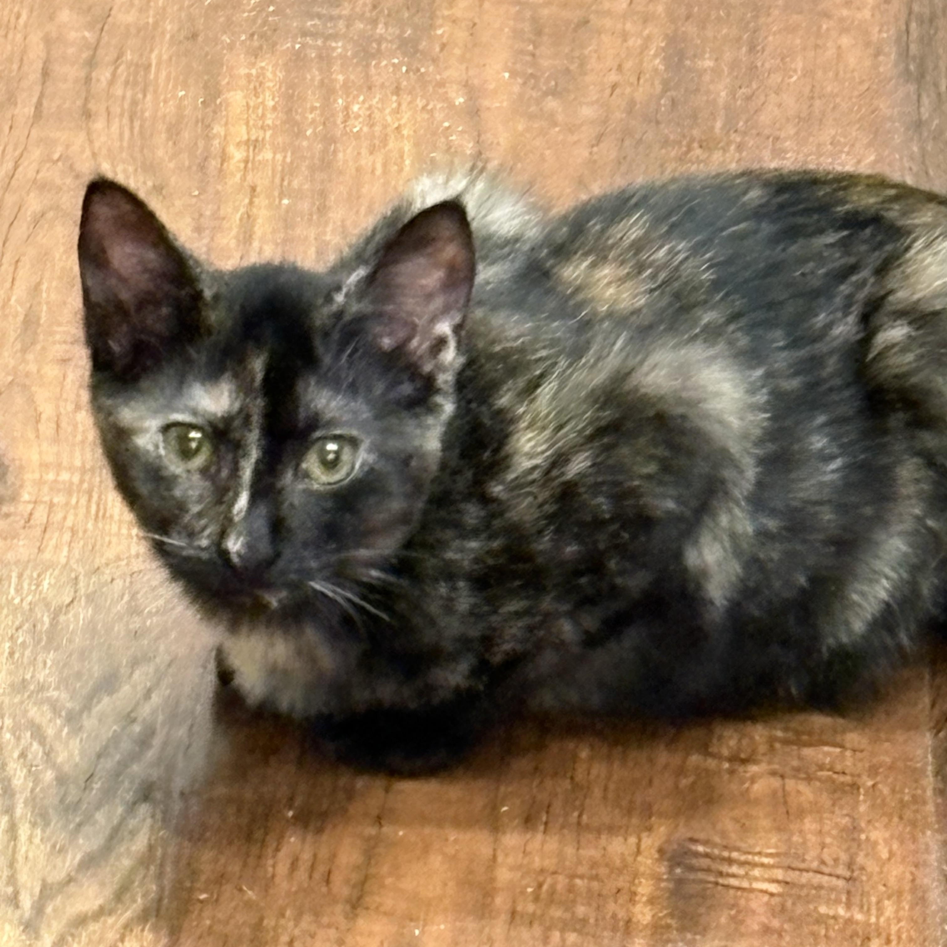 Enlarge Daisy, a Adoptable Domestic Short Hair in Beaufort, SC image 2/6