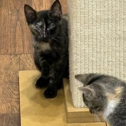 Enlarge Daisy, a Adoptable Domestic Short Hair in Beaufort, SC image 3/6