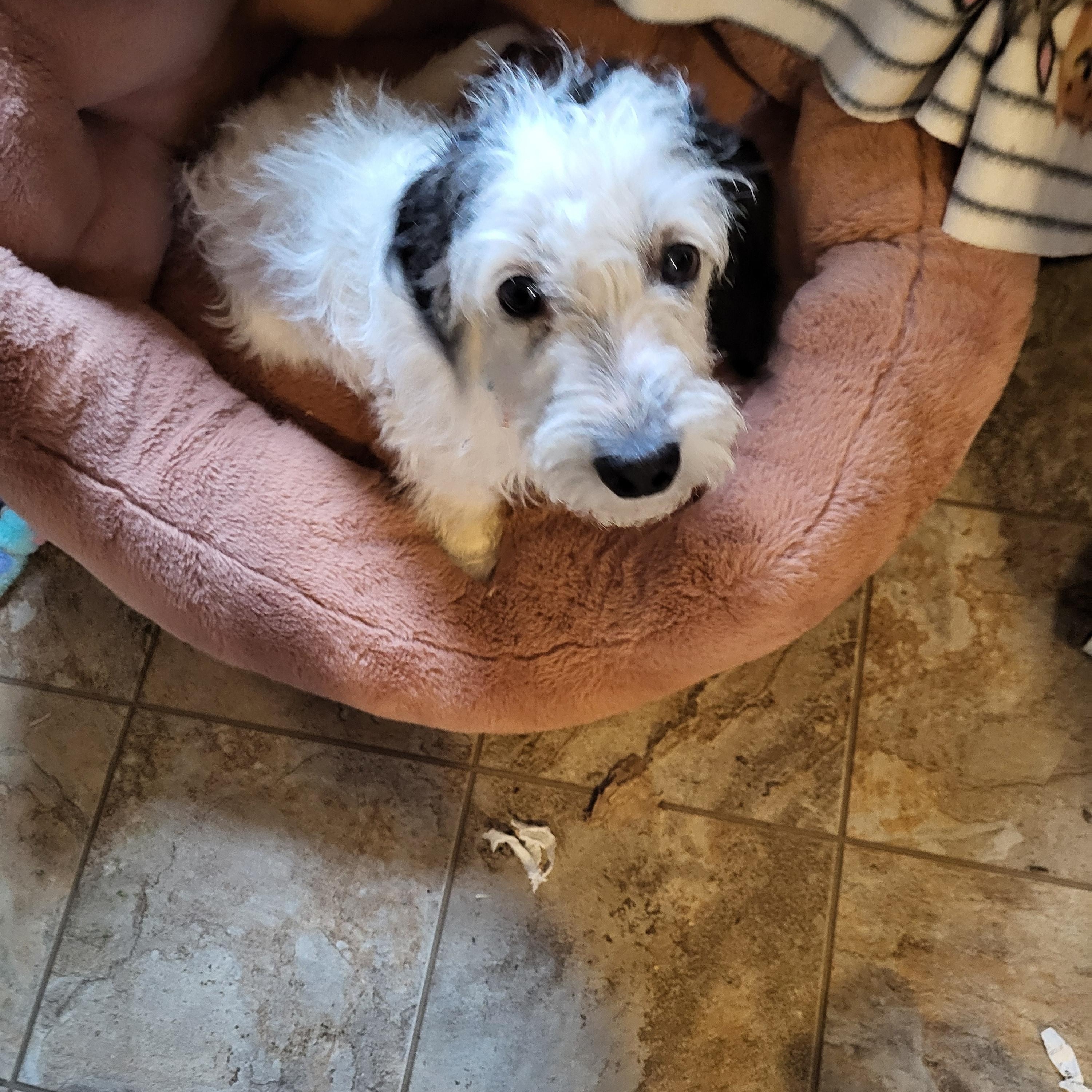 Enlarge Gracie- 6 months, a ADOPTABLE mixed breed in Hagerstown, MD image 3/4