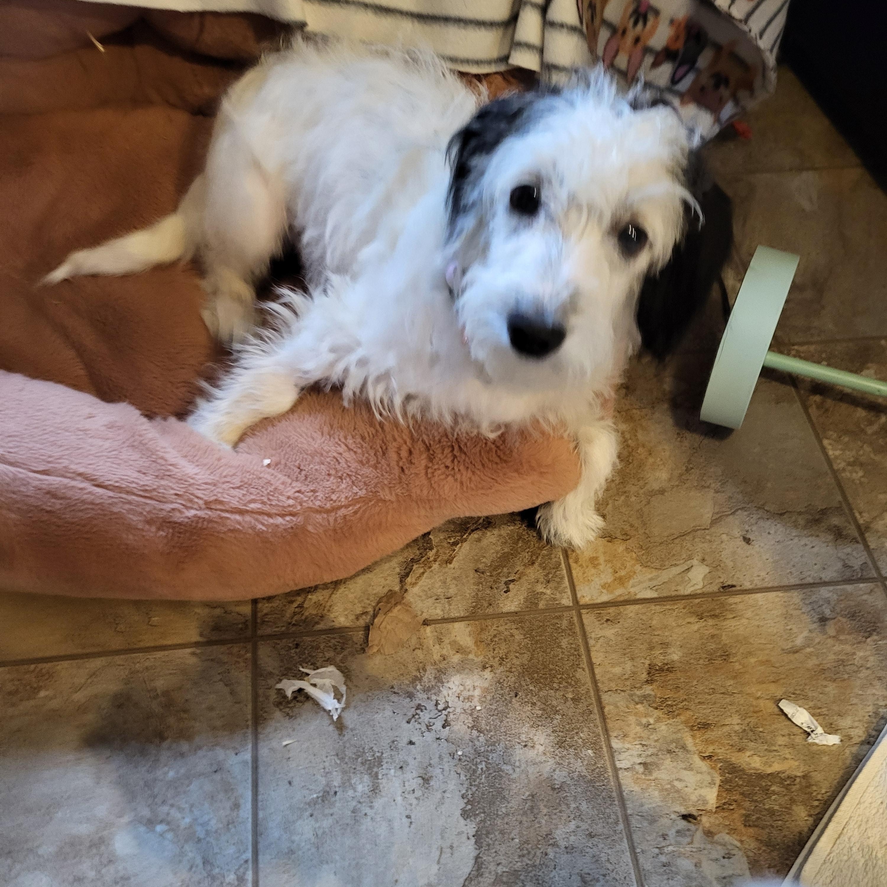 Enlarge Gracie- 6 months, a ADOPTABLE mixed breed in Hagerstown, MD image 4/4