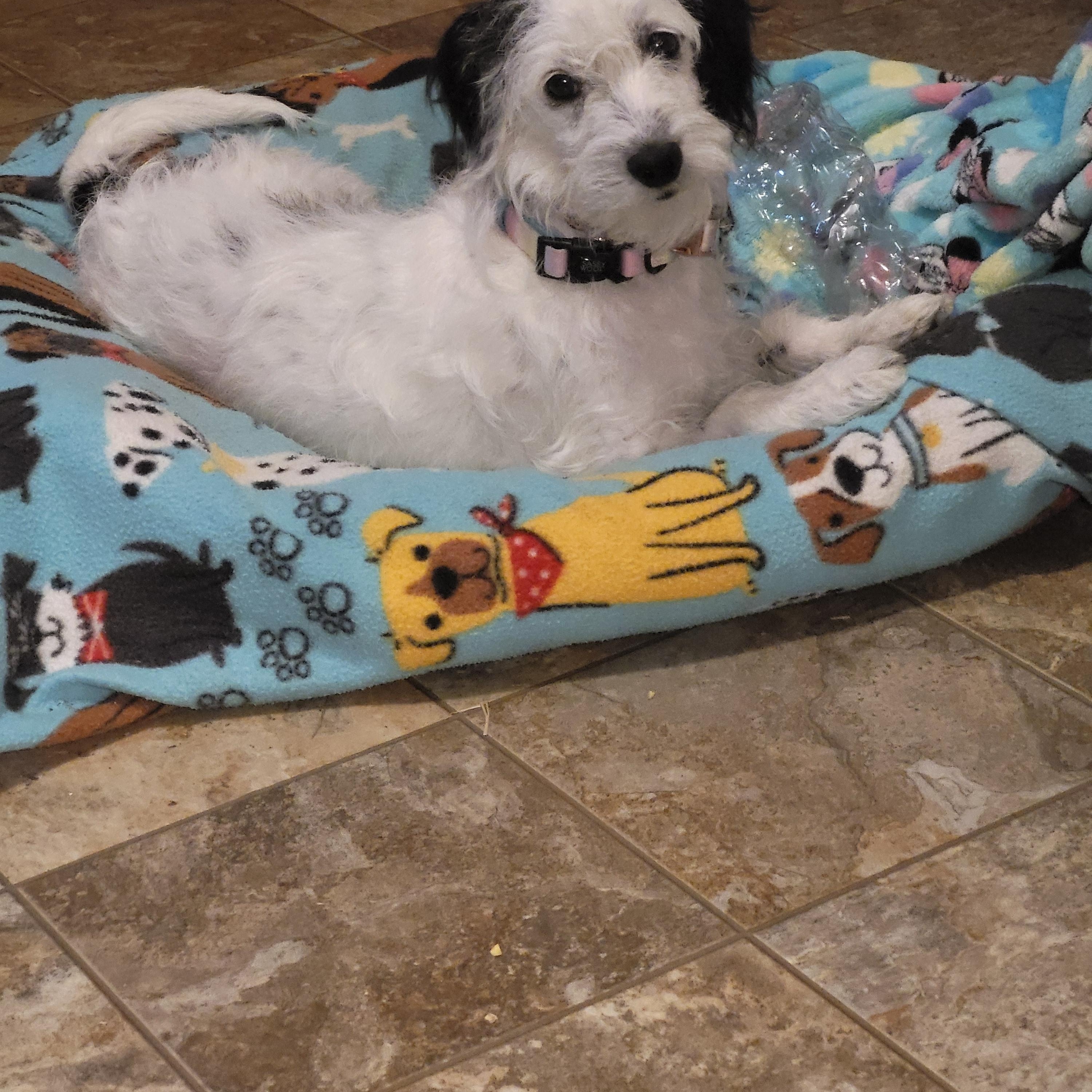 Enlarge Gracie- 6 months, a ADOPTABLE mixed breed in Hagerstown, MD image 1/4