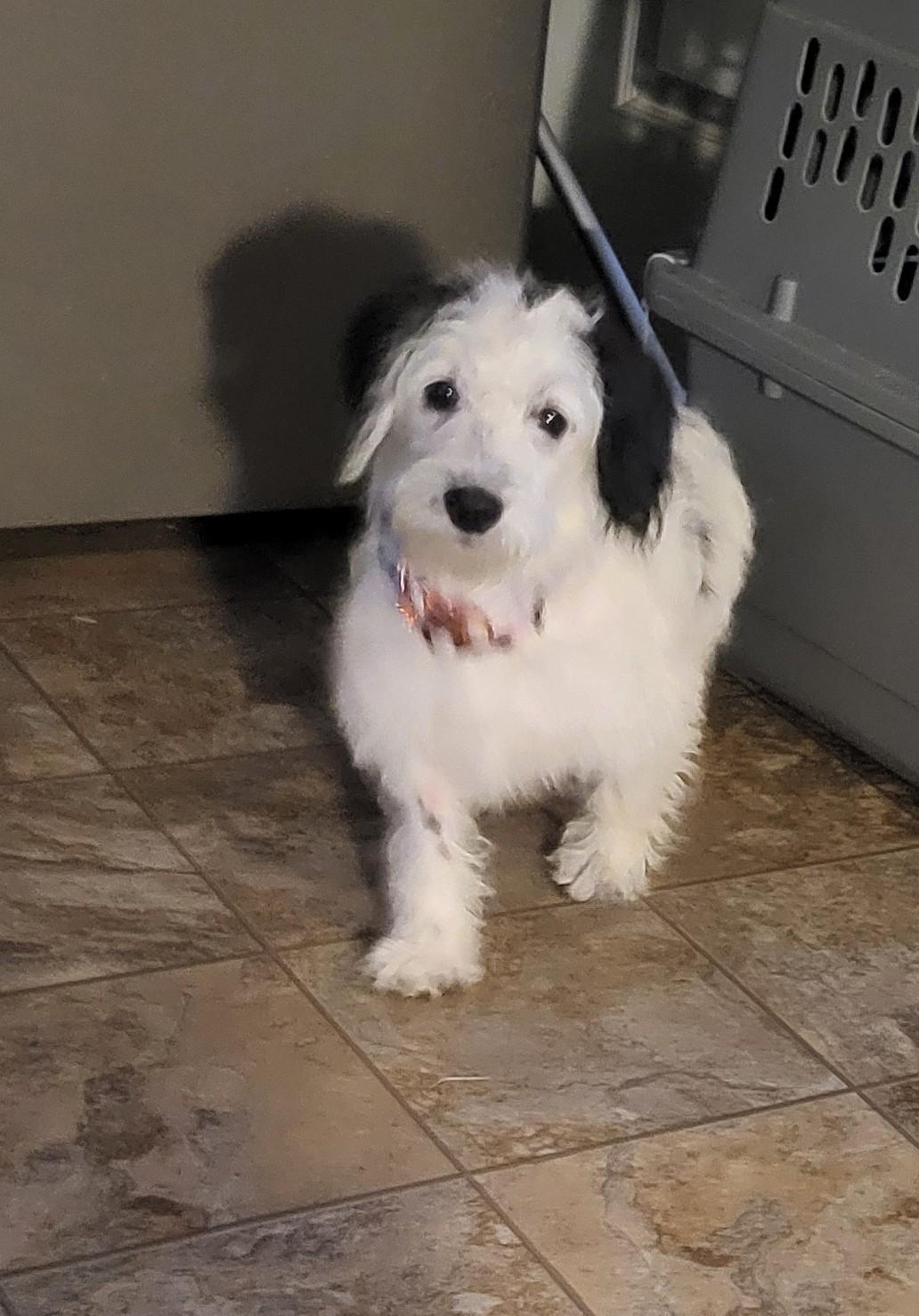 Gracie  Months thumbnail 4