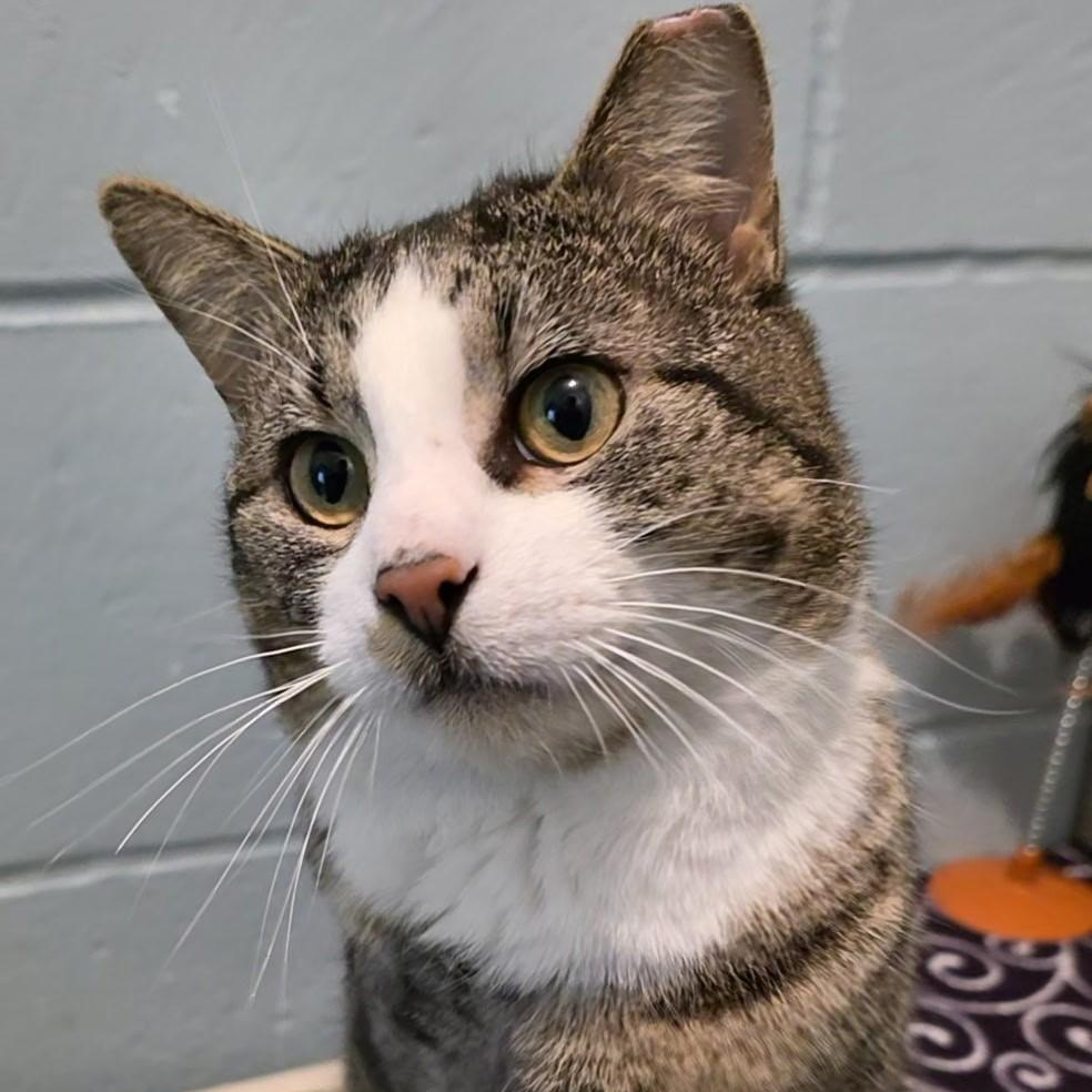 Stew, adopted, Adult Male Domestic Short Hair.