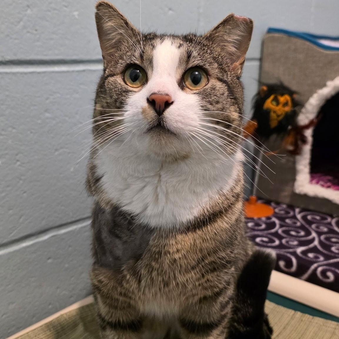 Enlarge Stew, an adopted mixed breed in Smithtown, NY image 2/2