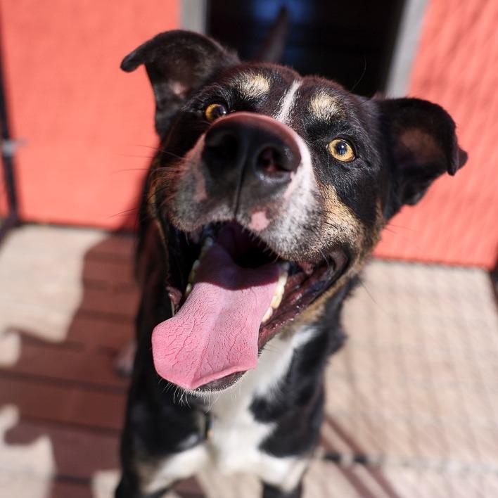 Buzz, a Adoptable mixed breed in Bradenton, FL image 1/5