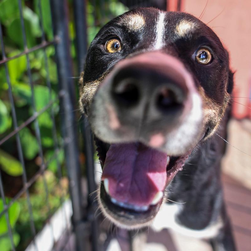 Buzz, a Adoptable mixed breed in Bradenton, FL image 2/5